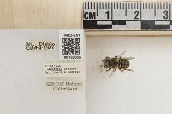 Media type: image;   Entomology 788355 Aspect: Labels